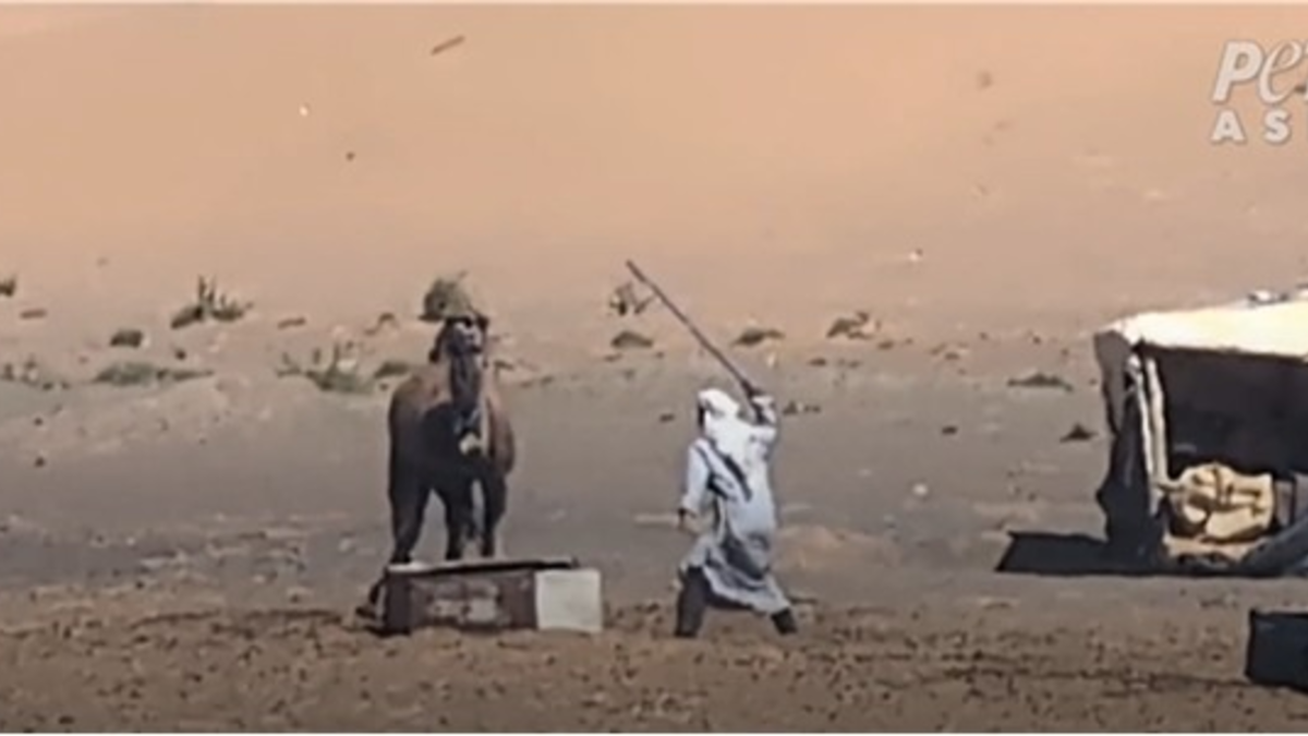 Video: Kamele geschlagen, gefesselt und getötet: Neue Recherche von PETA Asien deckt Tiermisshandlungen in Marokkos Tourismusindustrie auf - Foto: presseportal.de