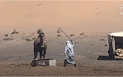 Video: Kamele geschlagen, gefesselt und getötet: Neue Recherche von PETA Asien deckt Tiermisshandlungen in Marokkos Tourismusindustrie auf - Foto: presseportal.de