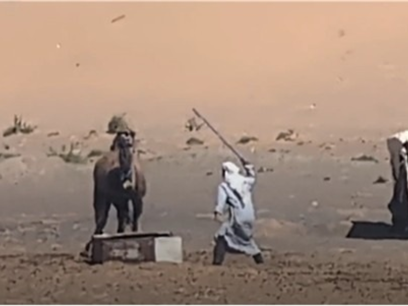 Video: Kamele geschlagen, gefesselt und getötet: Neue Recherche von PETA Asien deckt Tiermisshandlungen in Marokkos Tourismusindustrie auf - Foto: presseportal.de