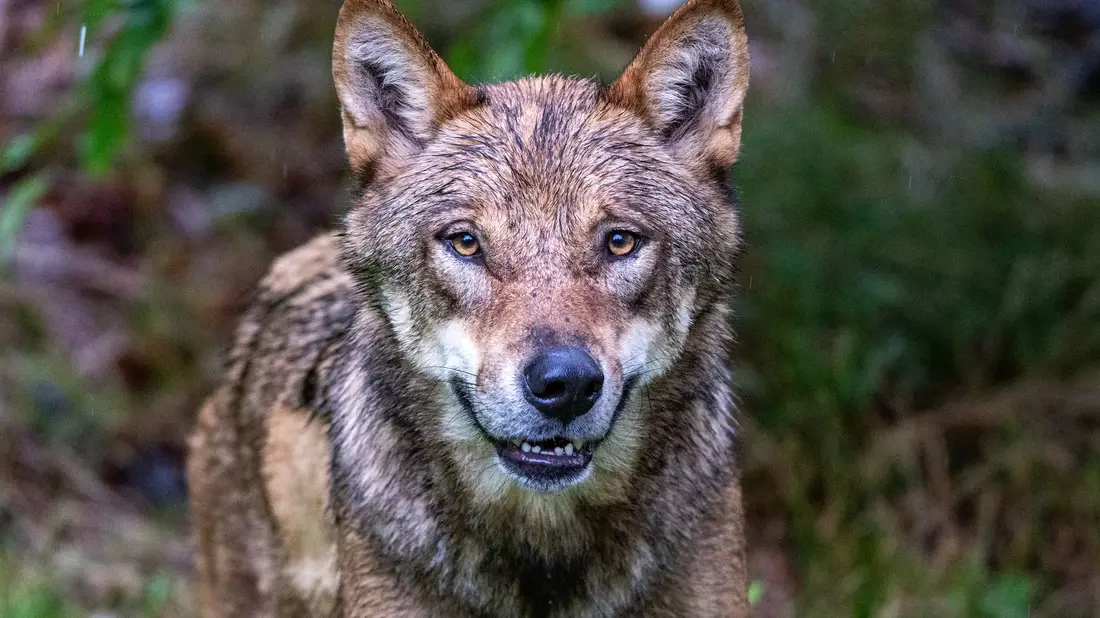 Höchstwahrscheinlich ein Wolf hat in den Niederlanden ein Kind angegriffen und weggeschleift (Symbolbild). - Bild: Armin Weigel/dpa