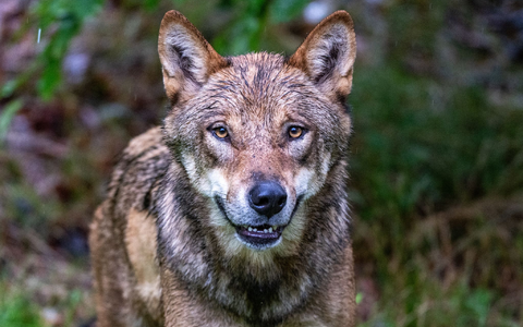 Höchstwahrscheinlich ein Wolf hat in den Niederlanden ein Kind angegriffen und weggeschleift (Symbolbild). - Foto: Armin Weigel/dpa Höchstwahrscheinlich ein Wolf hat in den Niederlanden ein Kind angegriffen und weggeschleift (Symbolbild). - Foto: Armin Weigel/dpa