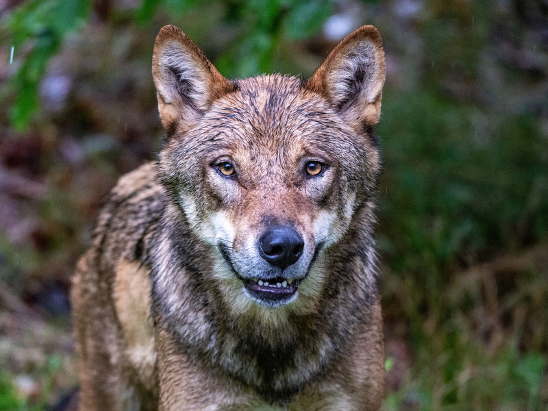 Höchstwahrscheinlich ein Wolf hat in den Niederlanden ein Kind angegriffen und weggeschleift (Symbolbild). - Foto: Armin Weigel/dpa