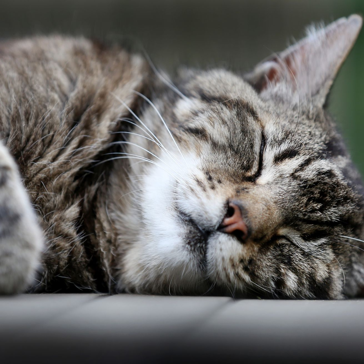 Katzen schlafen häufiger auf der linken Seite, aber wieso eigentlich genau? Forscher haben eine Vermutung. (Symbolfoto)  - Foto: Martin Gerten/dpa
