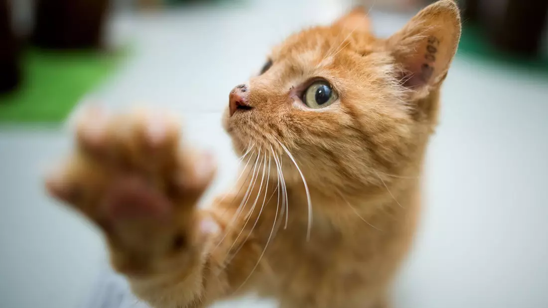 Rechtpfotig oder linkspfotig? Die Forscher wollen herausfinden, welche Faktoren die Pfotenpräferenz bei Katzen beeinflussen. (Symboldbild) - Bild: Julian Stratenschulte/dpa/dpa-tmn