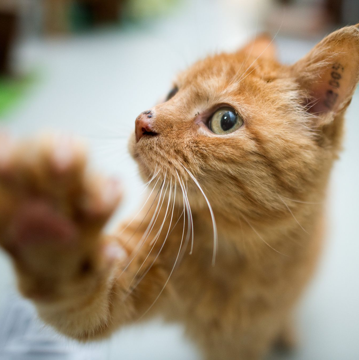 Rechtpfotig oder linkspfotig? Die Forscher wollen herausfinden, welche Faktoren die Pfotenpräferenz bei Katzen beeinflussen. (Symboldbild) - Foto: Julian Stratenschulte/dpa/dpa-tmn