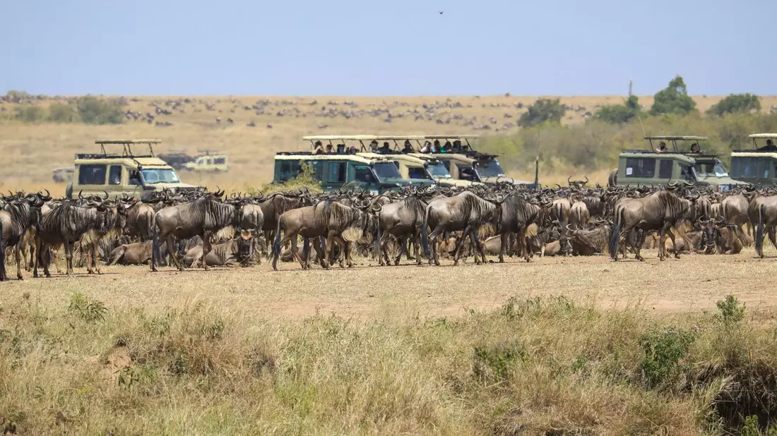 Touristen versammeln sich in der Nähe des Mara-Flusses im Masai Mara Nationalreservat, um die alljährliche Wanderung von rund 1,5 Millionen Gnus zu beobachten. - Bild: Han Xu/XinHua/dpa