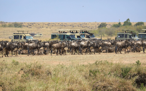 Touristen versammeln sich in der Nähe des Mara-Flusses im Masai Mara Nationalreservat, um die alljährliche Wanderung von rund 1,5 Millionen Gnus zu beobachten. - Foto: Han Xu/XinHua/dpa