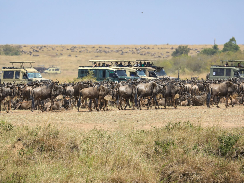 Touristen versammeln sich in der Nähe des Mara-Flusses im Masai Mara Nationalreservat, um die alljährliche Wanderung von rund 1,5 Millionen Gnus zu beobachten. - Foto: Han Xu/XinHua/dpa