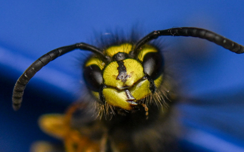 Sie ist knallig-gelb: Die Wespe. (Archivbild) - Foto: Hendrik Schmidt/dpa