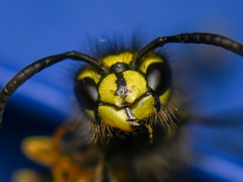 Sie ist knallig-gelb: Die Wespe. (Archivbild) - Foto: Hendrik Schmidt/dpa
