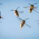 Im August und September sind die meisten Wespen unterwegs. (Archivbild) - Foto: Frank Rumpenhorst/dpa/dpa-tmn