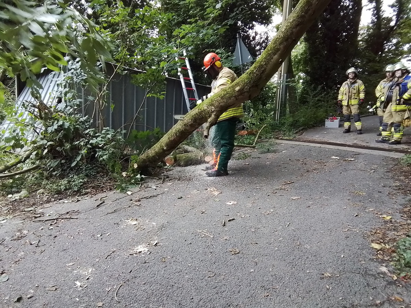 FW Weinheim: Feuerwehr Weinheim beseitig umgestürzten Baum Am Bischof - Foto: presseportal.de
