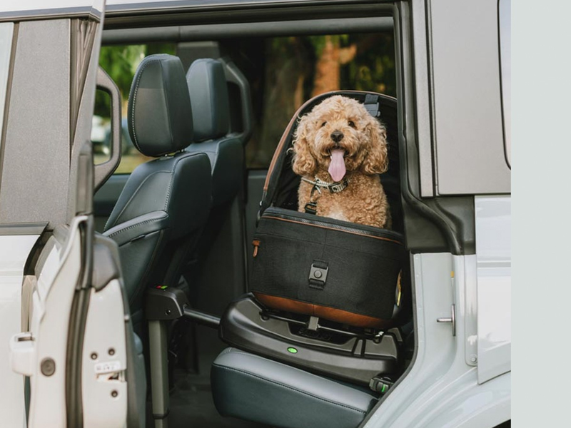 Fast jeder 2. Deutsche hat ein Haustier & ca. die Hälfte sichern es falsch / Tavo Pets Kampagne Imagine the Impact - Foto: presseportal.de