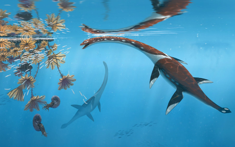 Die Illustration zeigt das Reptil Plesionectes longicollum, das zur Zeit der Dinosaurier durchs Meer schwamm. - Foto: Peter Nickolaus/dpa