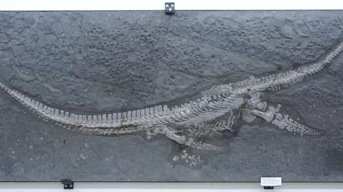 Das Fossil des Reptils Plesionectes longicollum stammt aus einem Steinbruch in Baden-Württemberg. - Bild: Sven Sachs/dpa