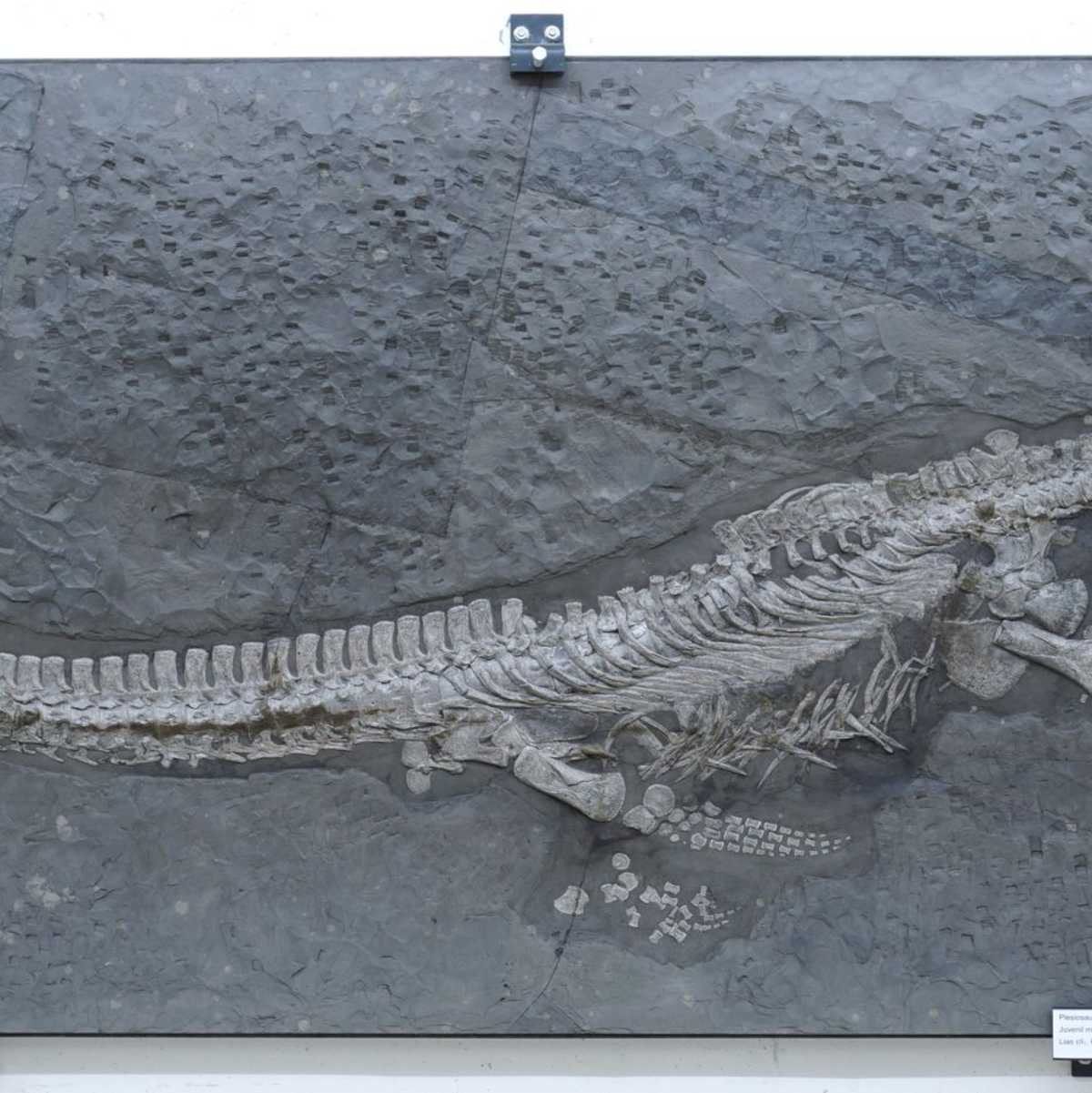 Das Fossil des Reptils Plesionectes longicollum stammt aus einem Steinbruch in Baden-Württemberg. - Foto: Sven Sachs/dpa