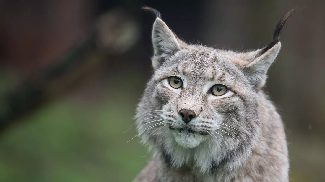 Der Zoo in Aalborg weist darauf hin, dass Raubtiere wie Luchse auf ganze Beutetiere angewiesen sind - gerne auch Haustiere. (Archivbild) - Bild: Sebastian Gollnow/dpa