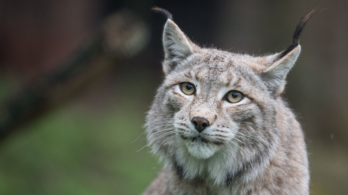 Der Zoo in Aalborg weist darauf hin, dass Raubtiere wie Luchse auf ganze Beutetiere angewiesen sind - gerne auch Haustiere. (Archivbild) - Foto: Sebastian Gollnow/dpa