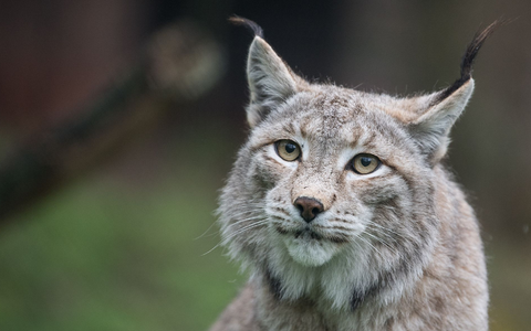 Der Zoo in Aalborg weist darauf hin, dass Raubtiere wie Luchse auf ganze Beutetiere angewiesen sind - gerne auch Haustiere. (Archivbild) - Foto: Sebastian Gollnow/dpa