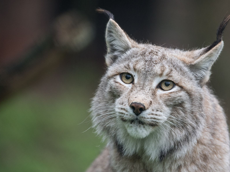 Der Zoo in Aalborg weist darauf hin, dass Raubtiere wie Luchse auf ganze Beutetiere angewiesen sind - gerne auch Haustiere. (Archivbild) - Foto: Sebastian Gollnow/dpa