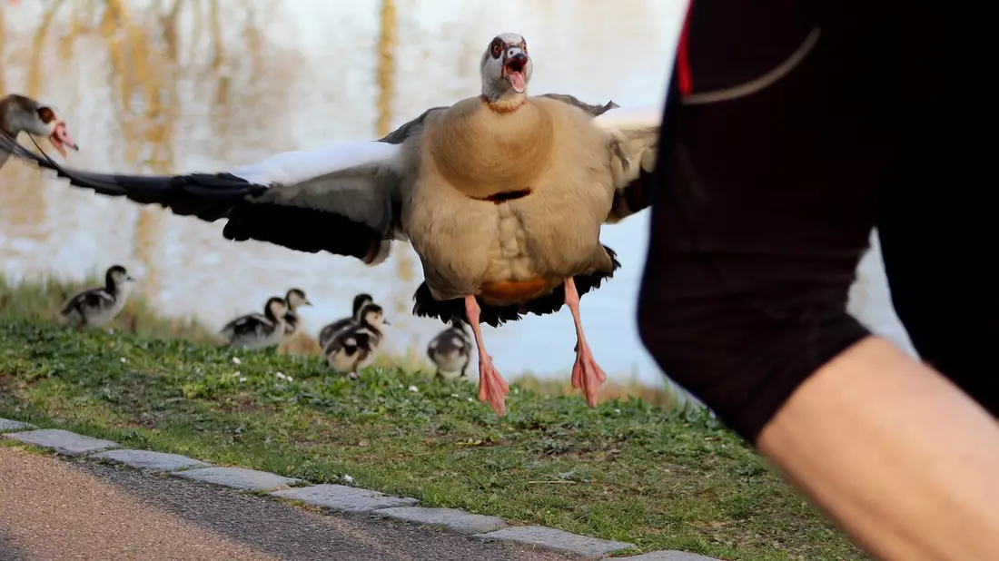 planet e.-Doku im ZDF über die Nilgans-Plage - Bild: presseportal.de