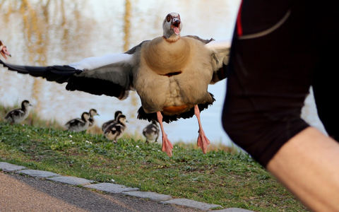 planet e.-Doku im ZDF über die Nilgans-Plage - Foto: presseportal.de