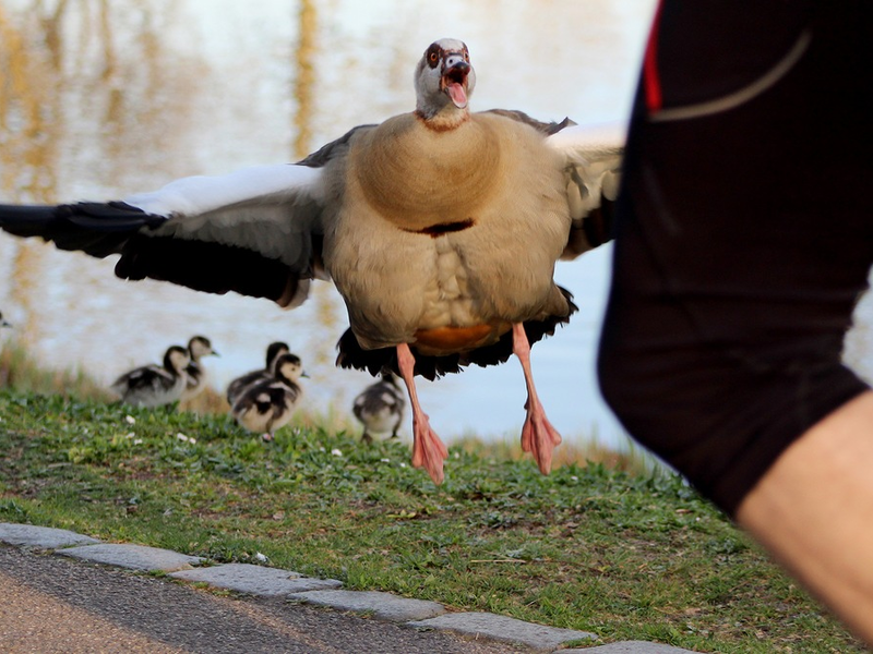 planet e.-Doku im ZDF über die Nilgans-Plage - Foto: presseportal.de