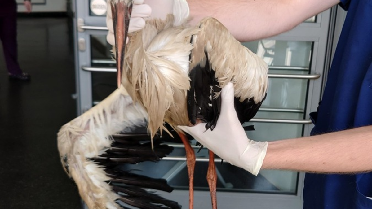 FW Lehrte: Erneute Storchenrettung im Stadtgebiet Lehrte - Foto: presseportal.de