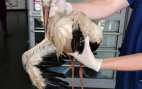FW Lehrte: Erneute Storchenrettung im Stadtgebiet Lehrte - Foto: presseportal.de