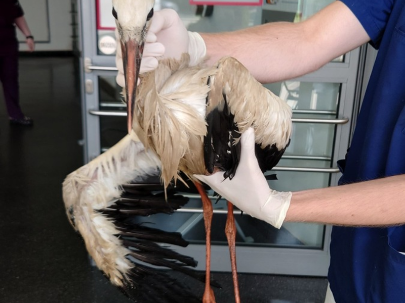 FW Lehrte: Erneute Storchenrettung im Stadtgebiet Lehrte - Foto: presseportal.de