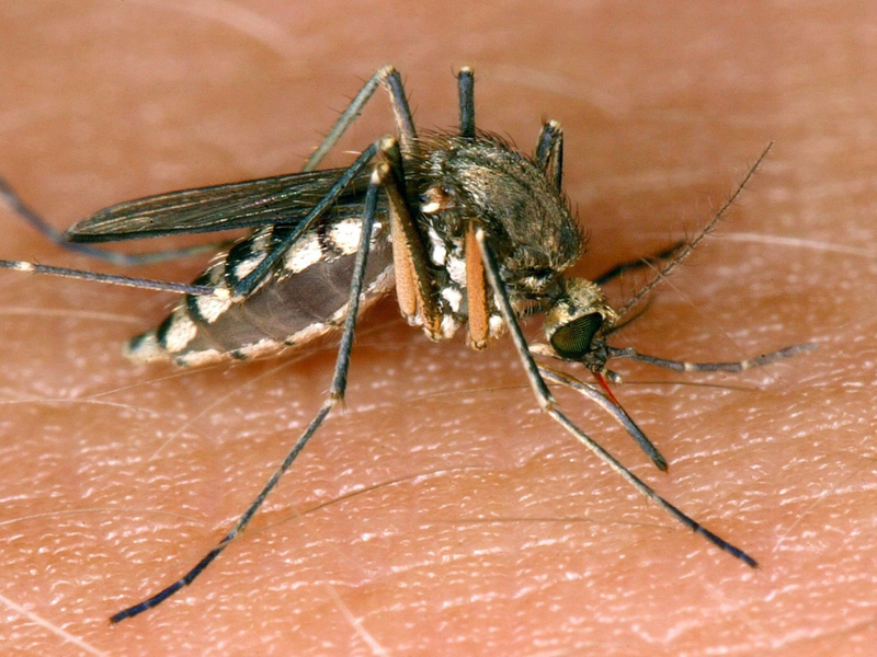 In Italien sind mehrere Menschen am West-Nil-Fieber gestorben. (Archivbild) - Foto: Andreas Lander/dpa-Zentralbild/dpa