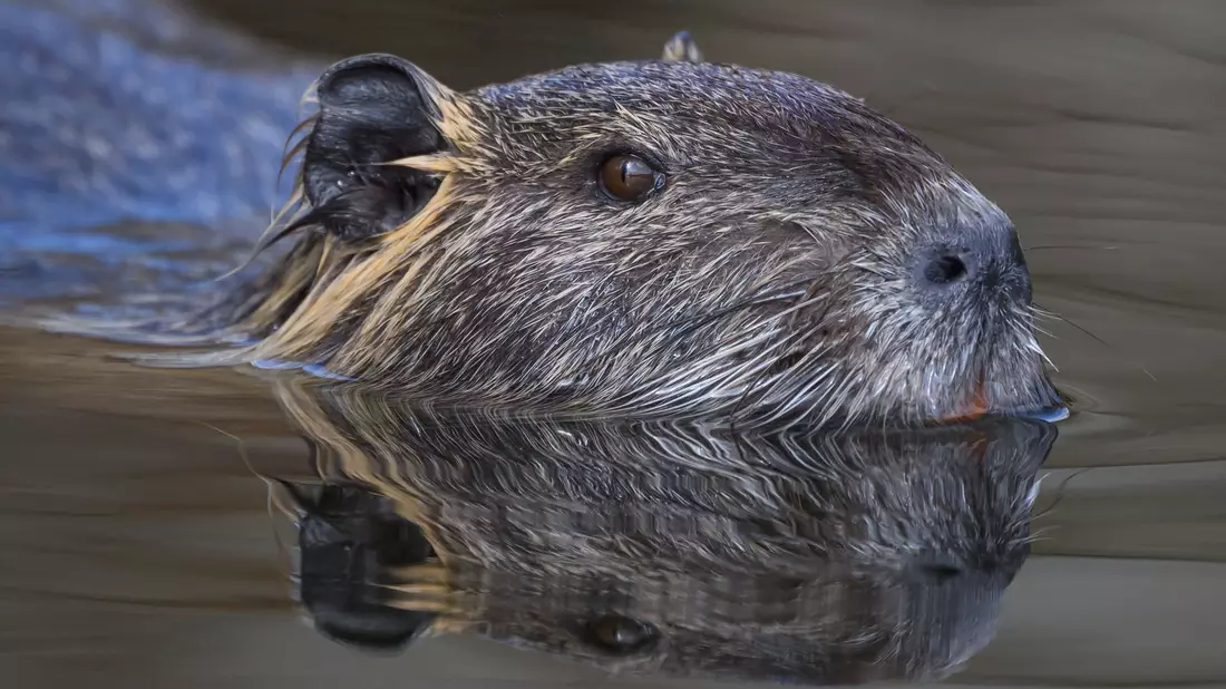 Die Nutria ist eine aus Südamerika stammende und in Mitteleuropa eingebürgerte Nagetierart. (Archivbild) - Bild: Patrick Pleul/dpa/ZB