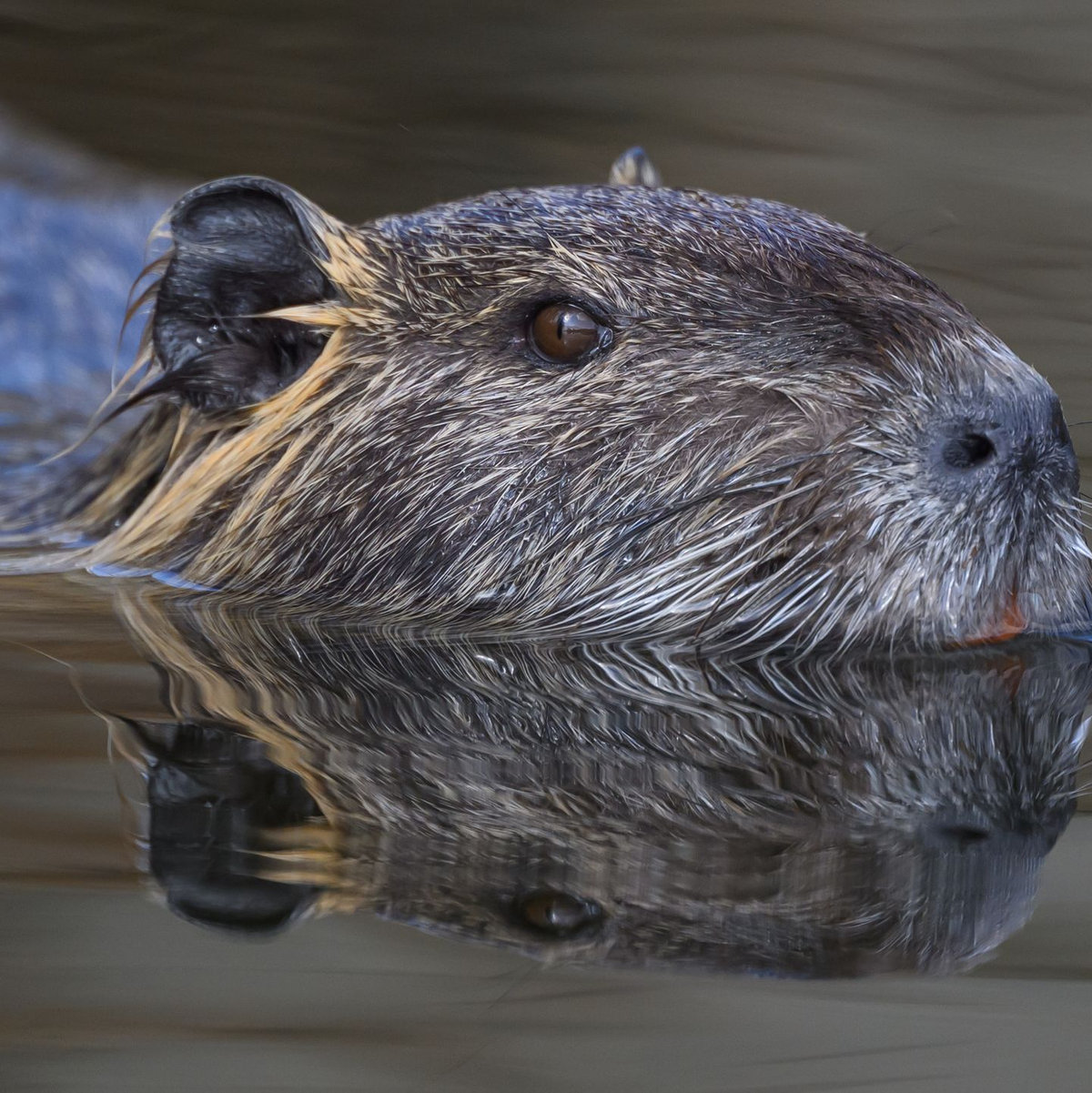 Die Nutria ist eine aus Südamerika stammende und in Mitteleuropa eingebürgerte Nagetierart. (Archivbild) - Foto: Patrick Pleul/dpa/ZB