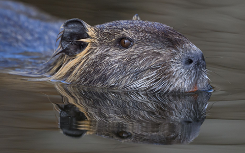 Die Nutria ist eine aus SĂŒdamerika stammende und in Mitteleuropa eingebĂŒrgerte Nagetierart. (Archivbild) - Foto: Patrick Pleul/dpa/ZB Die Nutria ist eine aus SĂŒdamerika stammende und in Mitteleuropa eingebĂŒrgerte Nagetierart. (Archivbild) - Foto: Patrick Pleul/dpa/ZB