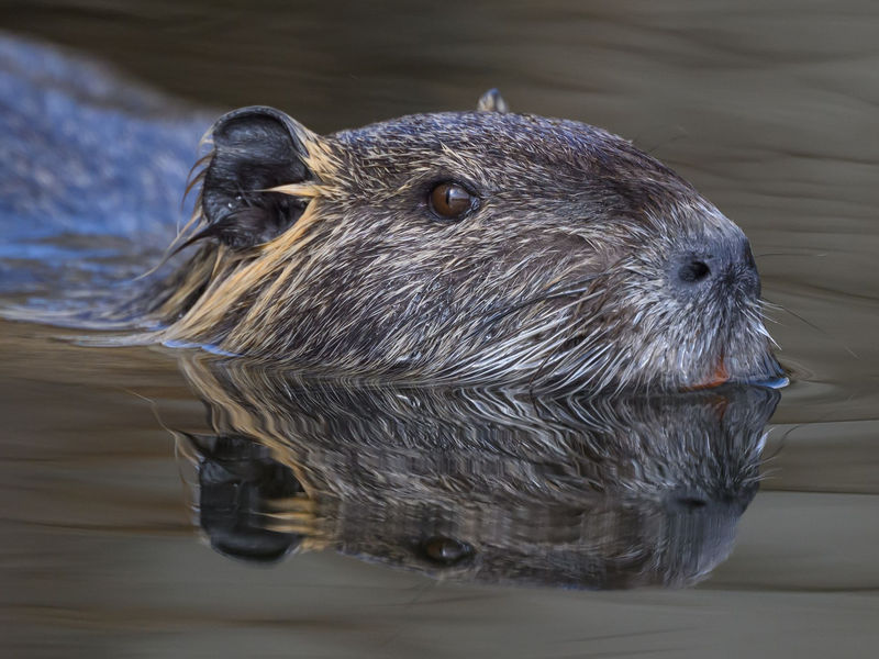 Die Nutria ist eine aus Südamerika stammende und in Mitteleuropa eingebürgerte Nagetierart. (Archivbild) - Foto: Patrick Pleul/dpa/ZB
