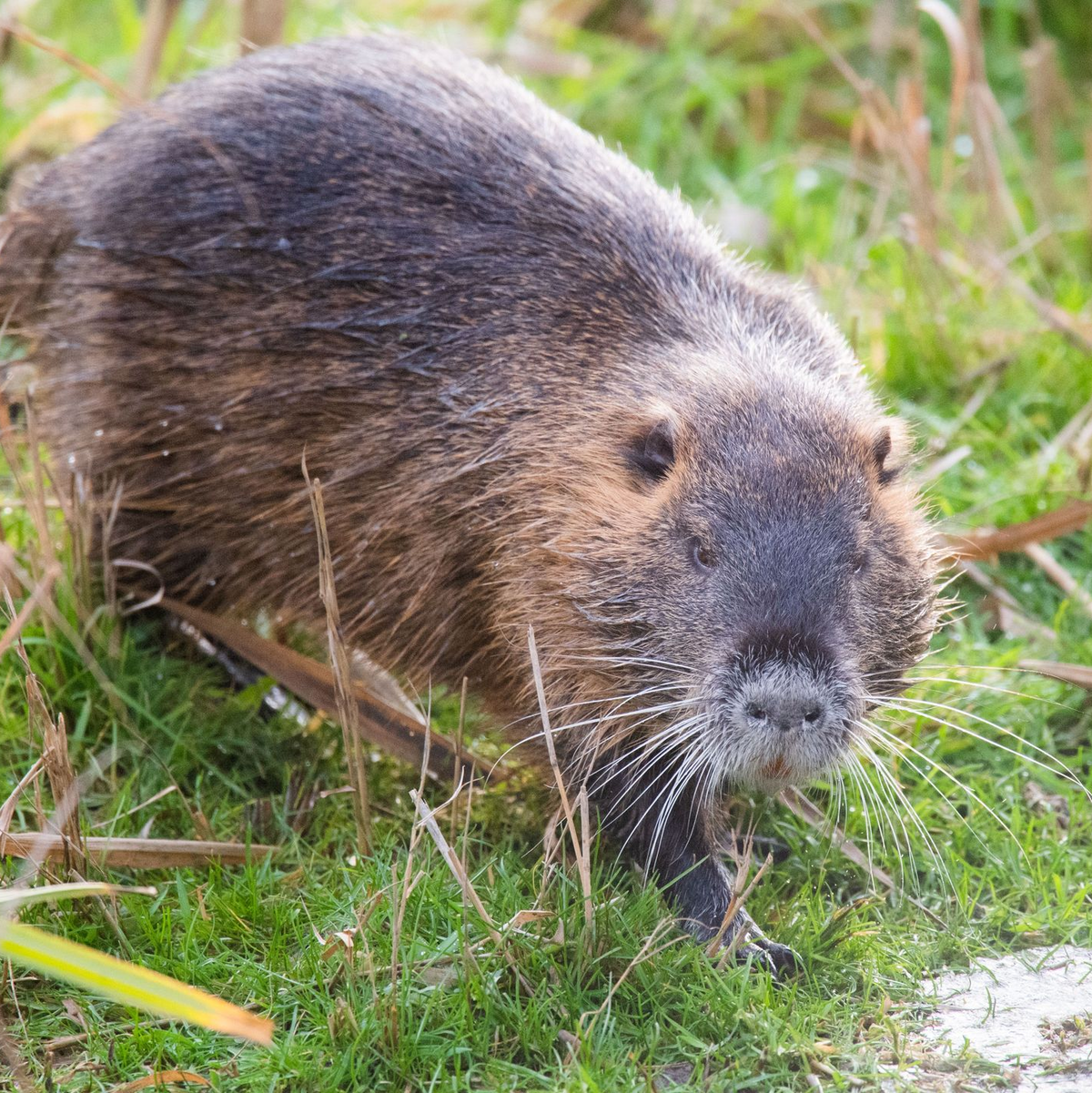 Nutrias haben sich nach Angaben des Deutschen Jagdverbandes stark ausgebreitet. (Archivbild) - Foto: Julian Stratenschulte/dpa