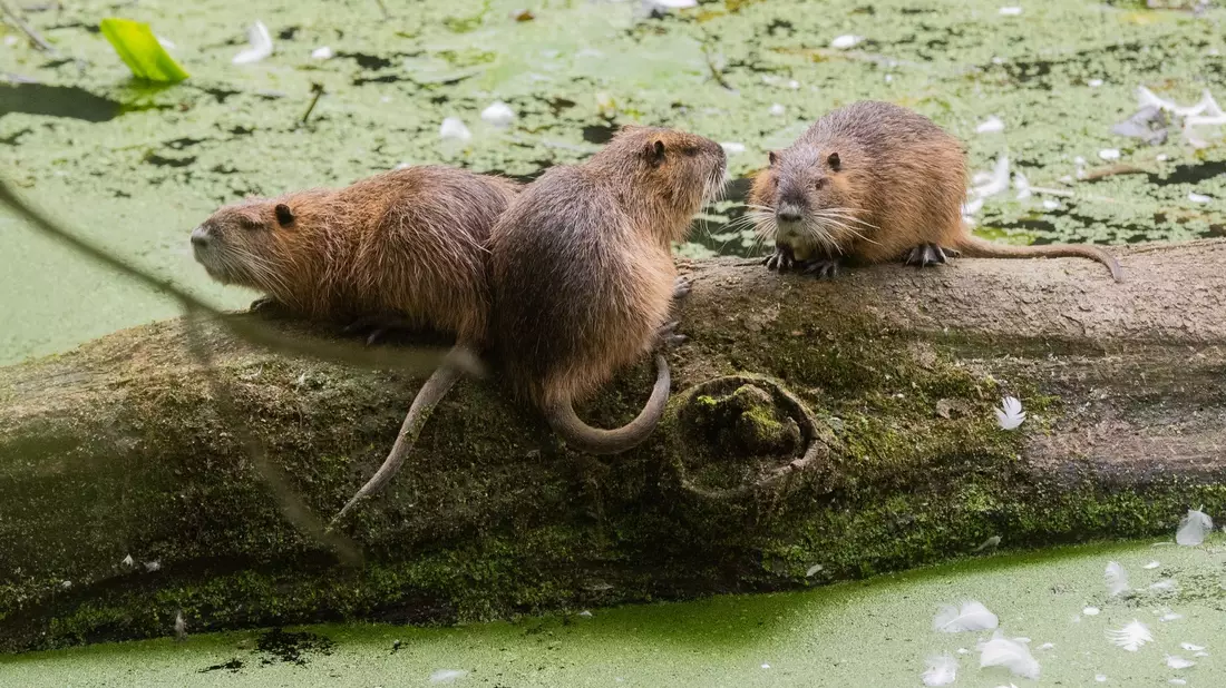 Nutrias sind an ihren Schwänzen einfach von Bibern zu unterscheiden. (Archivbild) - Bild: Julian Stratenschulte/dpa