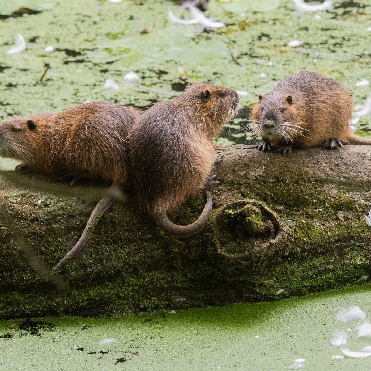 Nutrias sind an ihren Schwänzen einfach von Bibern zu unterscheiden. (Archivbild) - Foto: Julian Stratenschulte/dpa