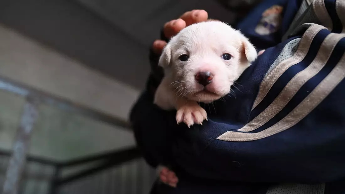 Manche Besitzer in China setzen ihre Hunde aus, etwa wenn sie umziehen müssen oder keine Zeit mehr haben.  - Bild: Johannes Neudecker/dpa