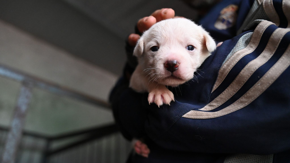 Manche Besitzer in China setzen ihre Hunde aus, etwa wenn sie umziehen müssen oder keine Zeit mehr haben.  - Foto: Johannes Neudecker/dpa