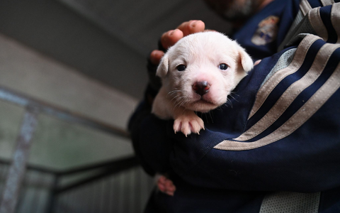 Manche Besitzer in China setzen ihre Hunde aus, etwa wenn sie umziehen müssen oder keine Zeit mehr haben.  - Foto: Johannes Neudecker/dpa
