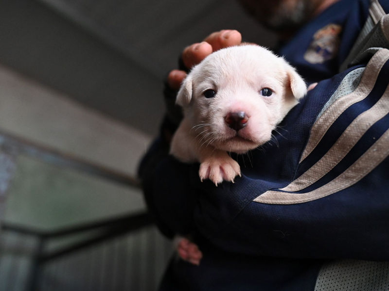 Manche Besitzer in China setzen ihre Hunde aus, etwa wenn sie umziehen müssen oder keine Zeit mehr haben.  - Foto: Johannes Neudecker/dpa