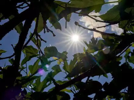 Über Temperaturen um die 30 Grad kann sich vor allem der Süden in den kommenden Tagen freuen. (Archivbild) - Foto: Sascha Ditscher/dpa