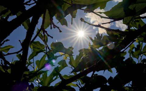 Über Temperaturen um die 30 Grad kann sich vor allem der Süden in den kommenden Tagen freuen. (Archivbild) - Foto: Sascha Ditscher/dpa