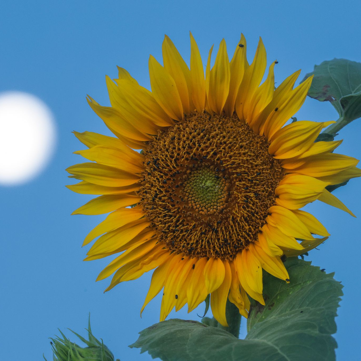 Es ist keine «grüne Energie«, die die Nasa auf dem Mond schöpfen will. (Archivbild) - Foto: Thomas Warnack/dpa