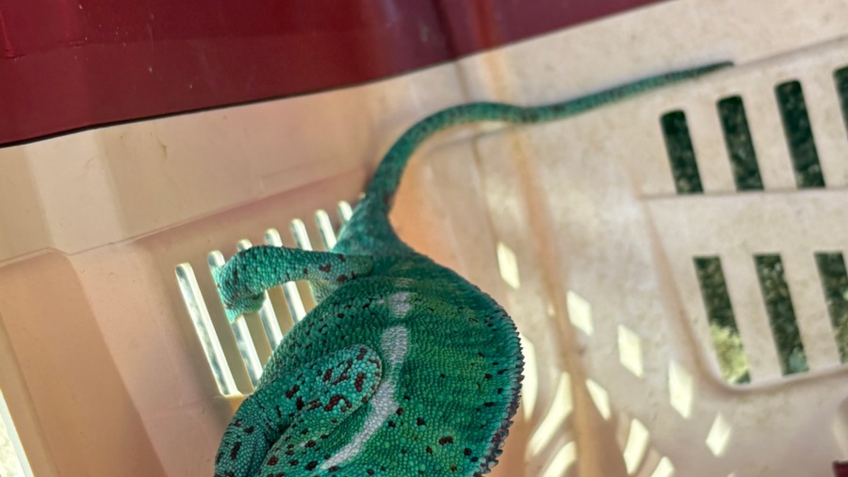 FW Konstanz: Feuerwehr rettet Chamäleon aus Baum - Foto: presseportal.de