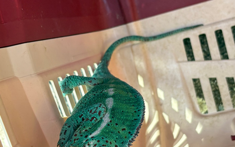 FW Konstanz: Feuerwehr rettet Chamäleon aus Baum - Foto: presseportal.de