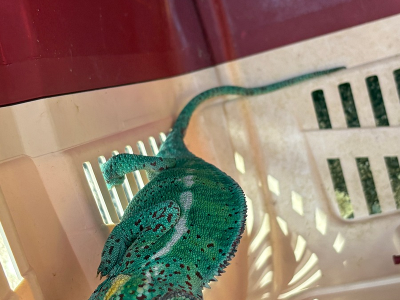 FW Konstanz: Feuerwehr rettet Chamäleon aus Baum - Foto: presseportal.de