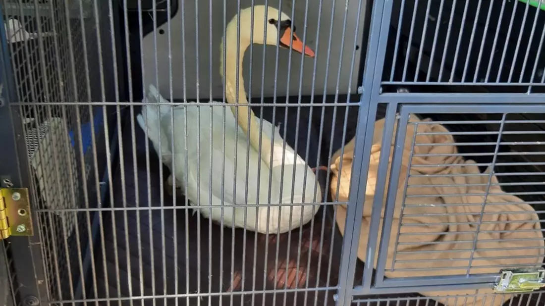 BPOL-KL: Bundespolizei rettet erneut einen Schwan in Not - Bild: presseportal.de