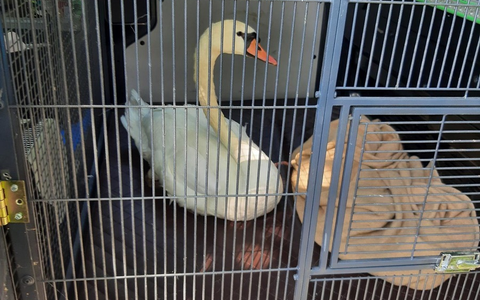 BPOL-KL: Bundespolizei rettet erneut einen Schwan in Not - Foto: presseportal.de